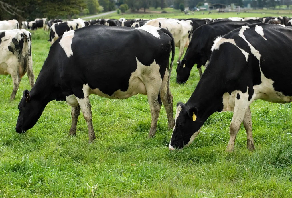 Australian Friesian.webp