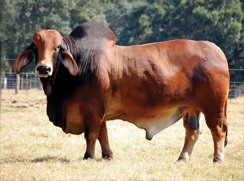 Brahman Cow.webp